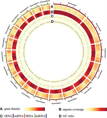 Genome sequencing and resequencing identified three horizontal gene transfers and uncovered the genetic mechanism on the intraspecies adaptive evolution of Gastrodia elata Blume